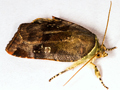 Langmaid's Yellow Underwing